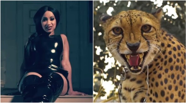 rapper Cardi B, Cardi B attacked by cheetah, Cardi B video Bodak Yellow, Bodak Yellow video, viral video, Indian express, Indian express news