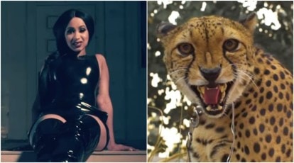 Rapper Cardi B was almost attacked by a Cheetah during the making of Bodak  Yellow | Trending News - The Indian Express