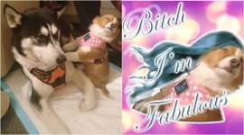 viral pictures, social media memes, funny memes, dog memes, cat memes