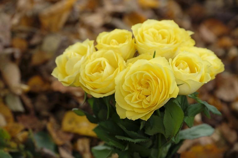 Rose Day 2018: Types of Roses and Their Meanings | Life-style News ...