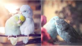 Rupa Sutton, Rupa Sutton Instagram, Rupa Sutton pastel Parrotlet birds, pastel Parrotlet birds