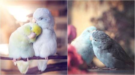 Rupa Sutton, Rupa Sutton Instagram, Rupa Sutton pastel Parrotlet birds, pastel Parrotlet birds
