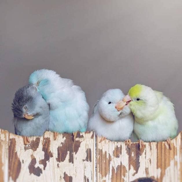 Rupa Sutton, Rupa Sutton Instagram, Rupa Sutton pastel Parrotlet birds, pastel Parrotlet birds, pastel birds, cute parrots, bird photography, indian express