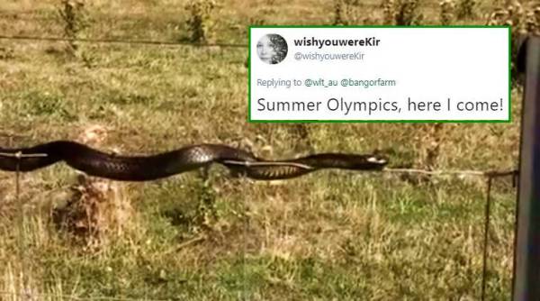 snake, snake slithers, snake on fence, snake videos, snake scary videos, snake slithers on fence, snake smoothly on fence, indian express, indian express news