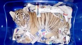 cub found in box, tiger cub in mexico, tiger cub mexico, police tiger cub mexico, cub found in a box in mexico, Indian express, Indian express news