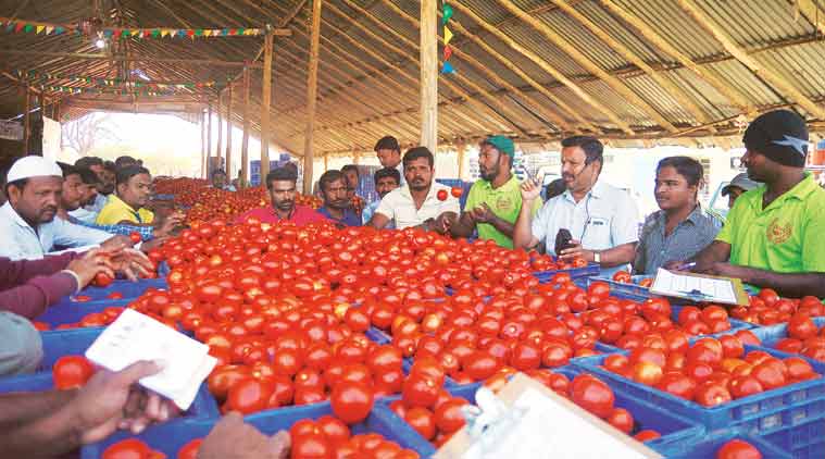 tomato prices, tomato crop, tomato farming, tomato prices, green revolution, tomato farming, farmers, agriculture sector, tomato market price