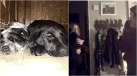 valentine's day, valentine day gift for him, valentine day gift for her, valentine day gift