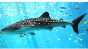 Microplastics threatening giant ocean animals: Study