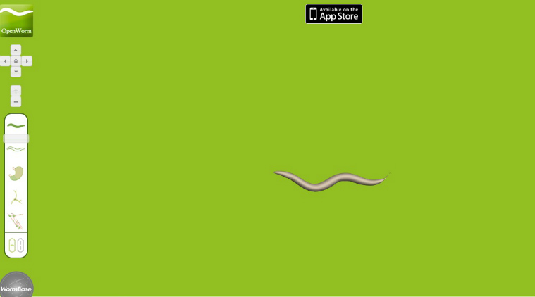 Worm nervous system, C elegans, TU Wein, computer program, OpenWorm, artificial C elegans, circuit diagram, computer software, neural circuit, artificial reflew network