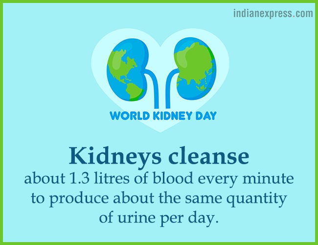 World Kidney Day, interesting facts about kidneys, World Kidney Day theme, World Kidney Day 2018 theme, World Kidney Day Women health, World Kidney Day date, World Kidney Day March 8, World Kidney Day theme for 2017, 2016, indian express, indian express news