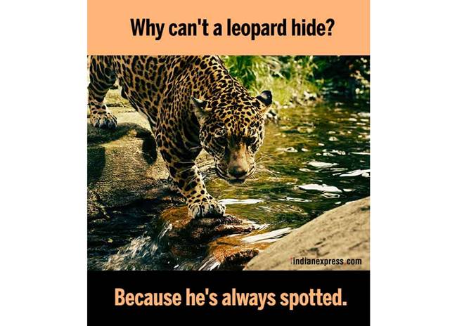 puns, funny puns, funny puns, funny pun jokes, jokes and puns, sarcastic puns, funny jokes, lame jokes, indian express, indian express news