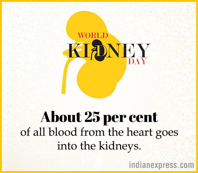 World Kidney Day, interesting facts about kidneys, World Kidney Day theme, World Kidney Day 2018 theme, World Kidney Day Women health, World Kidney Day date, World Kidney Day March 8, World Kidney Day theme for 2017, 2016, indian express, indian express news