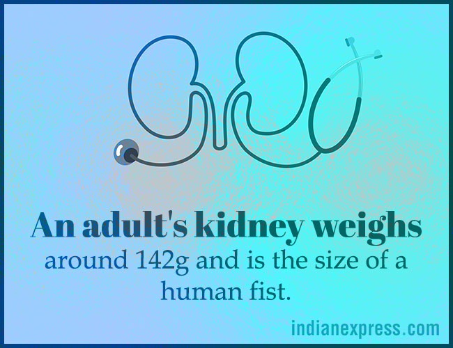 World Kidney Day, interesting facts about kidneys, World Kidney Day theme, World Kidney Day 2018 theme, World Kidney Day Women health, World Kidney Day date, World Kidney Day March 8, World Kidney Day theme for 2017, 2016, indian express, indian express news