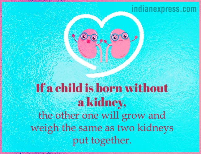 World Kidney Day, interesting facts about kidneys, World Kidney Day theme, World Kidney Day 2018 theme, World Kidney Day Women health, World Kidney Day date, World Kidney Day March 8, World Kidney Day theme for 2017, 2016, indian express, indian express news