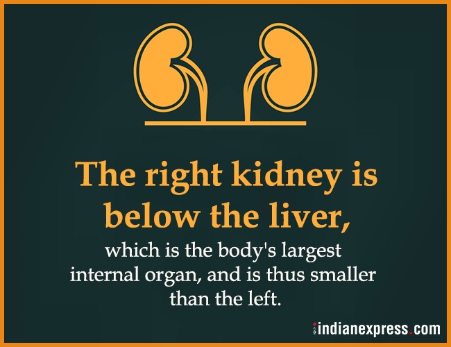 World Kidney Day, interesting facts about kidneys, World Kidney Day theme, World Kidney Day 2018 theme, World Kidney Day Women health, World Kidney Day date, World Kidney Day March 8, World Kidney Day theme for 2017, 2016, indian express, indian express news