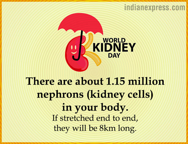 World Kidney Day, interesting facts about kidneys, World Kidney Day theme, World Kidney Day 2018 theme, World Kidney Day Women health, World Kidney Day date, World Kidney Day March 8, World Kidney Day theme for 2017, 2016, indian express, indian express news