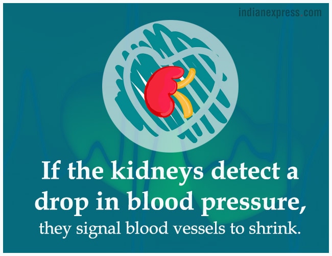 World Kidney Day, interesting facts about kidneys, World Kidney Day theme, World Kidney Day 2018 theme, World Kidney Day Women health, World Kidney Day date, World Kidney Day March 8, World Kidney Day theme for 2017, 2016, indian express, indian express news