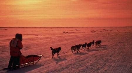 Iditarod, alaska Iditarod dog race, Iditarod dog scandle, alaska Iditarod protest, PETA Iditarod protest, world news, pets news, travel news, festival of the world, indian express