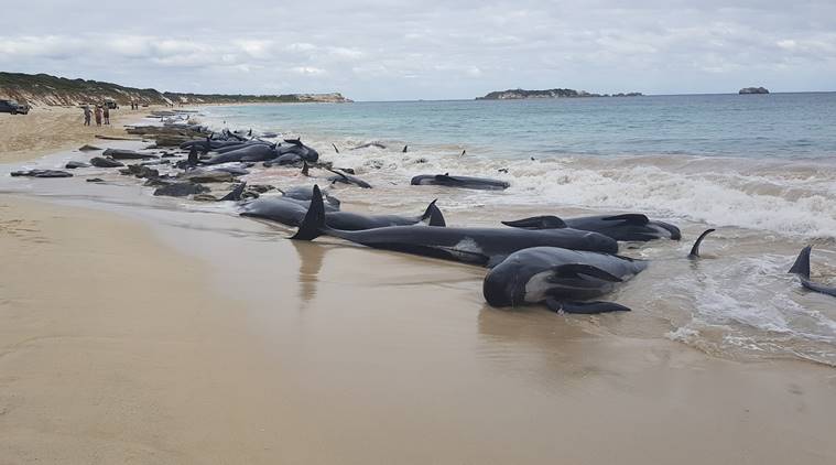 More than 50 pilot whales die after mass stranding in western Australia