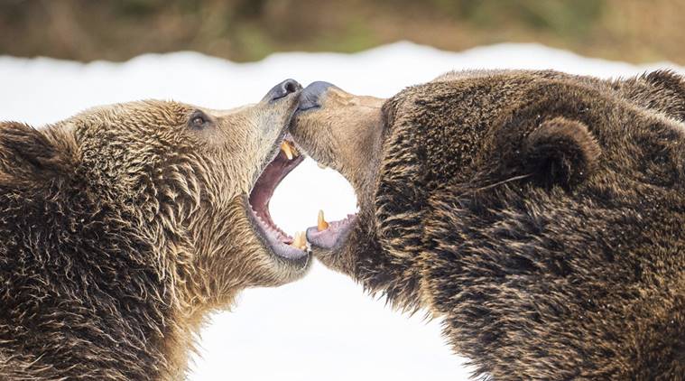 bears, sun bears, animals, animal kingdom, communication, facial communication, primates, gorillas, orangutans, scientists, england, indian express news