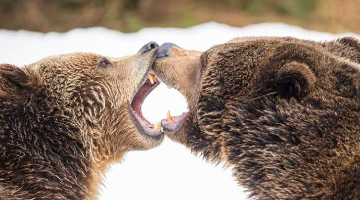 Bears, scandinavian bears, female bears, Cubs, Wildlife conservation, Indian Express