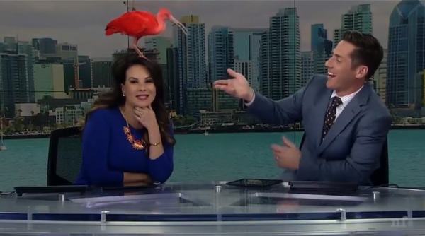 news bloopers, funny news bloopers, live tv funny moments, birds interrupt news, animals interrupt news, live tv funny, viral news, indian express