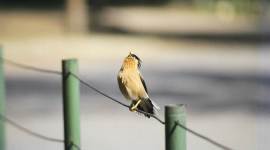 Brahminy starling 759 no alt set