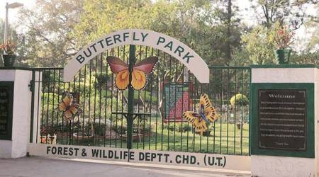 chandigarh butterfly park, chandigarh park, chandigarh wildlife, indian express