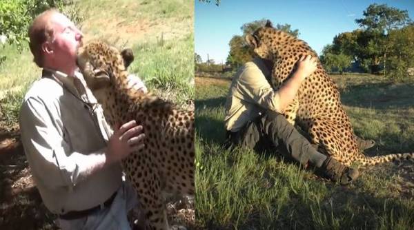 man animal friendship, man wild animal friendship, man cheetah friendship, man wildcats pets, man wild animal bonding, viral videos, cute animal videos, indian express