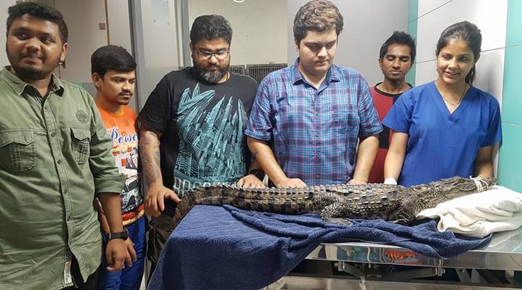 Can you believe it? 4.4-ft long CROCODILE rescued from a drain in ...