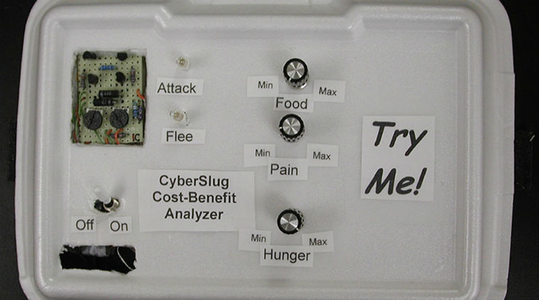 Artificial intelligence, sea slug, University of Illinois, cyberslug, slug nervous system, sea slug brain, predatory stimulus, decision-making algorithms, virtual creature