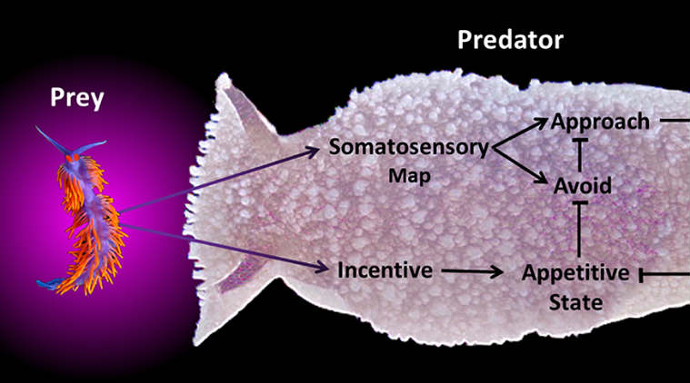 Artificial intelligence, sea slug, University of Illinois, cyberslug, slug nervous system, sea slug brain, predatory stimulus, decision-making algorithms, virtual creature
