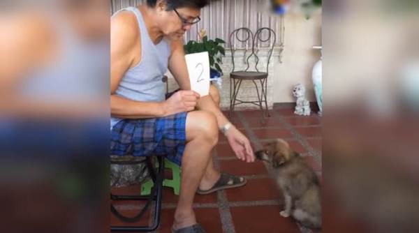 viral video, funny animal video, dog doing maths, funny dog videos, indian express, indian express news