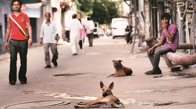  South Delhi Municipal Corporation, delhi dog owners, fine for pet dog owners, pet dogs open defecation, delhi municipal corporation, delhi health department, delhi dogs
