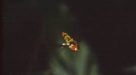 Fire Fly – Eye Story Ranjit_759 hoverfly, fire fly, flies, insects, wild creatures, wild life, animals, flies, bees, wasps, dragonflies, creepy crawly, indian express, indian express news