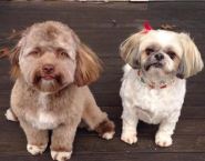 Do Dogs Think Humans Are Dogs