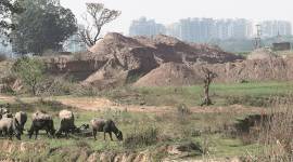 panchkula illegal mining, illegal mining in panchkula, haryana forest department, haryana news, panchkula machines impounded