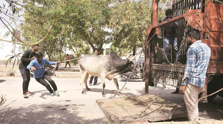 Catching stray animals in Jaipur: How many municipal men does it take to  put a cow into a truck? | India News,The Indian Express