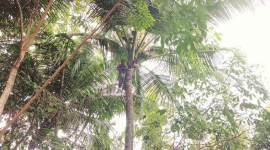 kerala 1 Komalavally at work. (Express photo/Vishnu Verma)