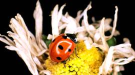 Ladybird_759 parasites, micro organisms, virus, bacteria, wild animals, birds, jungle, forest, wild life, indian express, indian express news