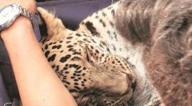 leopard found dead, hoshiarpur, punjab, leopard killed with gun, punjab wildlife dept, indian express