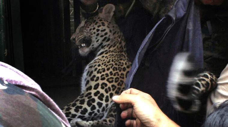 Panic in Ulhasnagar: Leopard enters bungalow, rescued