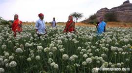 Maha Farmers 759 Farmer in Western Maharashtra makes his sowing decision knowing that the price he will get will be lower than the price he sees