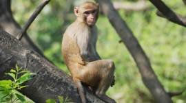 monkey 759 Maharashtra: Suspected gas leak from industrial unit kills 31 monkeys, 14 pigeons