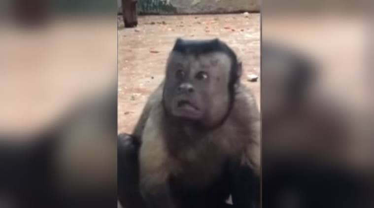 VIDEO: Netizens think this monkey has a human face; do you? | Trending