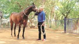 horse riding, glanders free, granders disease, horses with glanders, glanders free horse, maharashtra hill stations, indian express