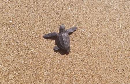 Lakhs of baby turtles buried alive as squall hits Gahirmatha