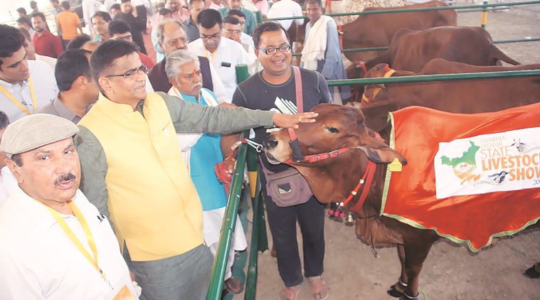 Focus on exotic and crossbred cattle: Haryana bets big on 'sexed semen'  technology | Cities News,The Indian Express