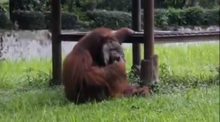 VIDEO: SHOCKING! Orangutan smokes a CIGARETTE on camera in a zoo | Trending  News,The Indian Express