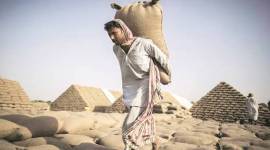 pnj-mandi Dissecting Punjab’s latest foodgrain transportation policy